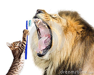 Cat Brushing Lion`s Teeth Stock Photo