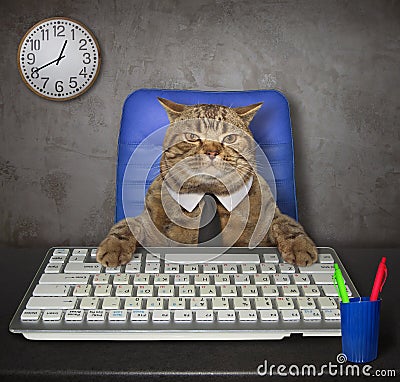 Cat works in the office 2 Stock Photo