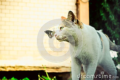 Cat and butterfly playing together in the garden Stock Photo