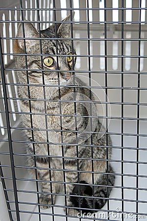 Cat in a cage Stock Photo