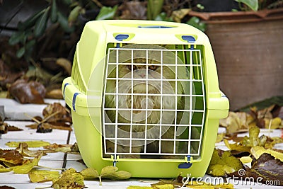 Cat in a cage on the street in the middle of the yellow leaves Stock Photo