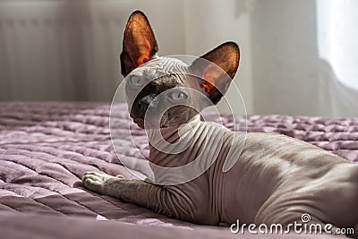 Cat, canadian Sphynx breed lying on the bed, 1 one bald cat Stock Photo