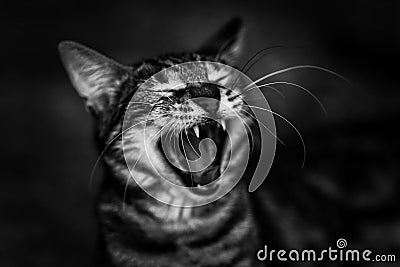 Cat canine teeth gape black white Stock Photo
