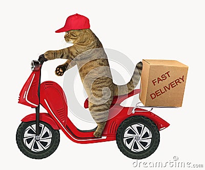 Cat with a box on the scooter Stock Photo