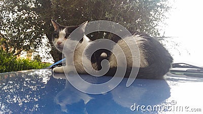 Cat on a car Stock Photo