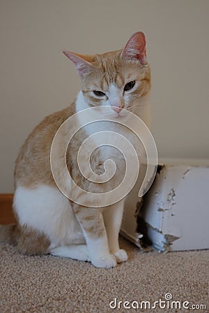 Cat with cardboard box Stock Photo