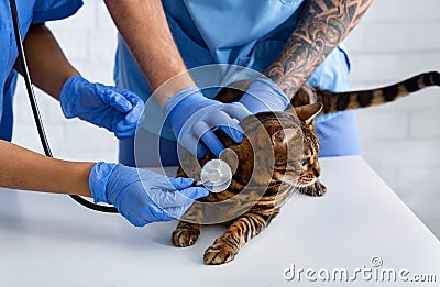 Cat cardiology. Vet doctor with nurse listening to their patient`s heartbeat at animal hospital, close up Stock Photo