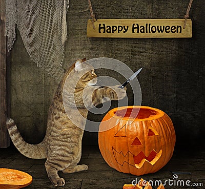 Cat carves pumpkin for Halloween 2 Stock Photo