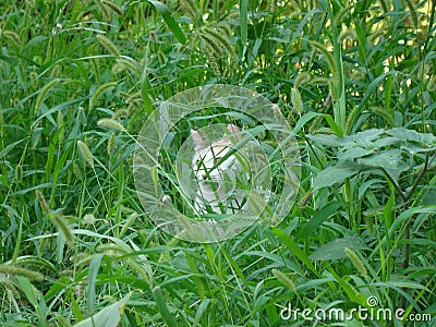 Cat. cat hidden among grass for hunting. beautiful cat in the garden wild cat . mammals, mammal animals, animal, wildlife, wild na Stock Photo