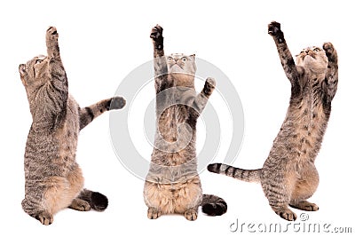 Cat catches paws on a white background. Playing cat Stock Photo