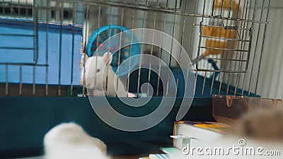 Cat Catches a White Pet Rat Mouse in a Cage. Slow Motion Video. the Cat is  Playing with the Mouse Rat Funny Video. Cat Stock Video - Video of open,  danger: 129963199