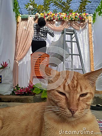 Cat catlover orange decorasi wedding Stock Photo