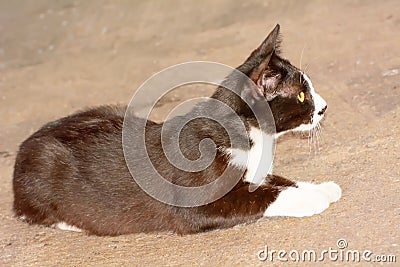 Cat Stock Photo