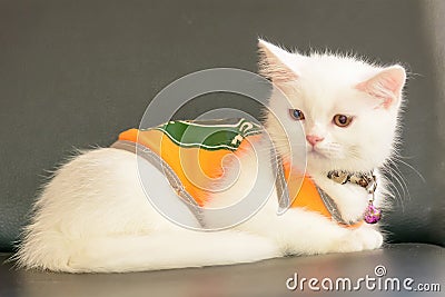 Cat Stock Photo