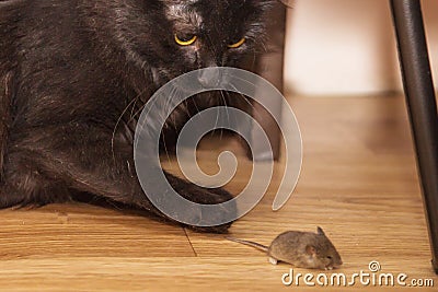 The cat caught the mouse Stock Photo