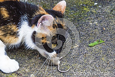 The cat caught the mouse, began to eat it Stock Photo