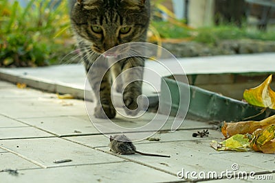 the cat caught the mouse in the garden in the fall and is playing with toy Stock Photo