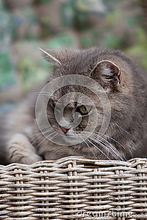 Cat in chair Stock Photo