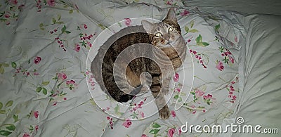 Cat chat lit regard animal Stock Photo