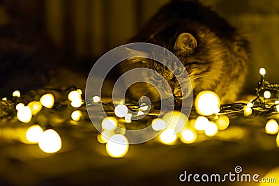Cat chewing Christmas lights Stock Photo