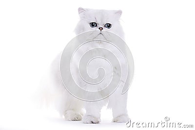 Cat, Chinchilla persian Stock Photo
