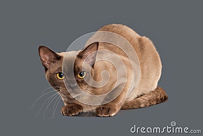 Cat. Chocolate Burmese cat of gray background Stock Photo