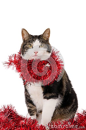 Cat with Christmas garlands Stock Photo