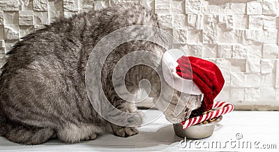 Cat in a christmas hat near a new year cane eating on a perfect gray background Stock Photo