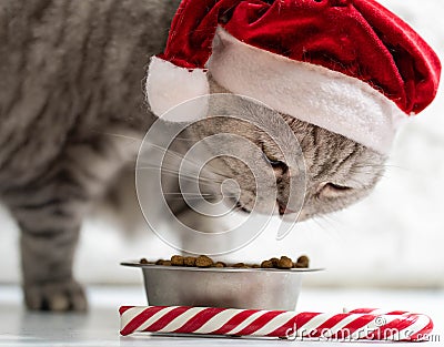 Cat in a christmas hat near a new year cane eating on a perfect gray background Stock Photo