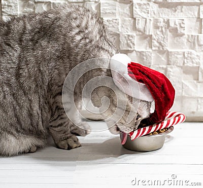 Cat in a christmas hat near a new year cane eating on a perfect gray background Stock Photo