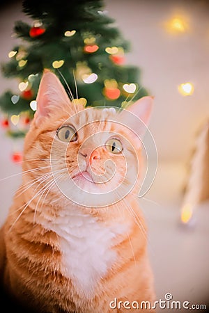 Cute ginger cat looking straight ahead with christmas tree and heart shaped lights in the background Stock Photo