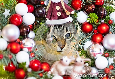 Cat with Christmas ornaments frame, festive seasonal decorative photo of a pet Stock Photo