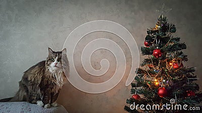 Cat and Christmas tree Stock Photo