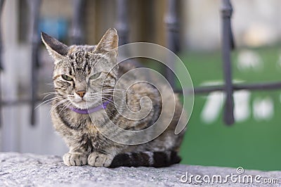 Cat city, sitting under the fence Stock Photo