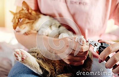 Cuts off the cat claws Stock Photo