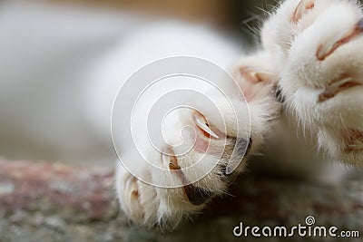 Cat Claws Stock Photo