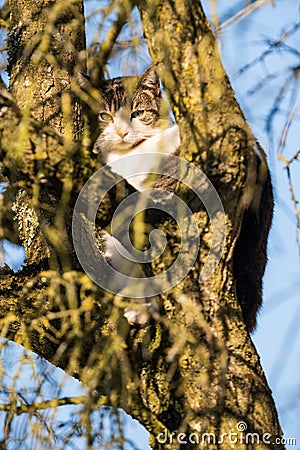 Cat climbed in sunny tree - domestic cat Stock Photo