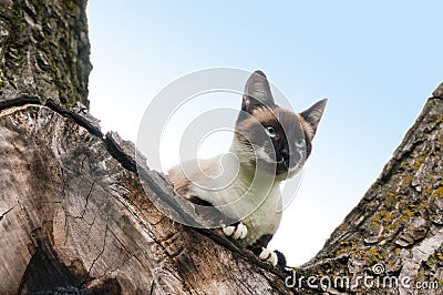 Cat climbed in tree Stock Photo