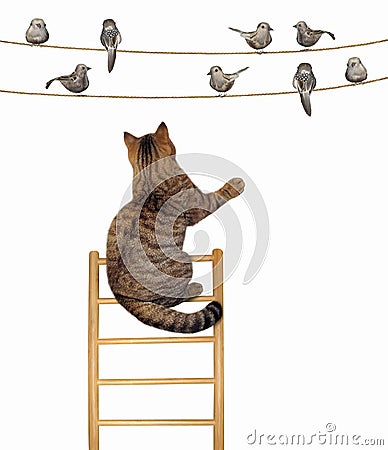 Cat on a ladder near the birds Stock Photo