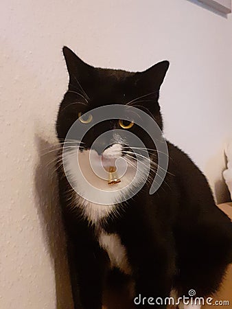 CAT clock Welt Tiere Erde Stock Photo