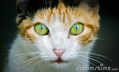 Cat close photo. Cat portrait close-up photo emphasizing the colored green and yellow eyes staring at the camera dark background Stock Photo