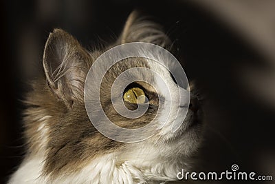 Cat close-up of head. beautiful yellow eyes Stock Photo