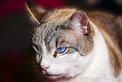 Cat close-up, cat making grimaces, predatory look, blue-eyed cat Stock Photo