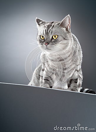 Cat Stock Photo