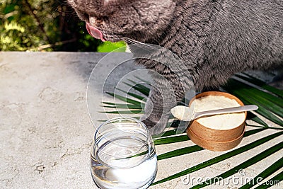 Cat and collagen with a spoon and glass of water on concrete background. Stock Photo