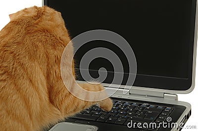 Cat and computer Stock Photo