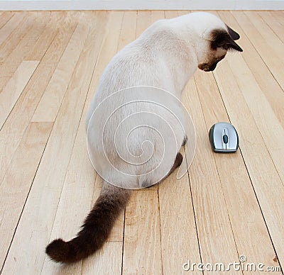 Cat and Computer Mouse On Hardwood Floor Stock Photo