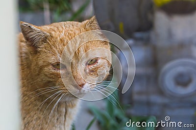 Cat with conjunctivitis and stomatitis Stock Photo