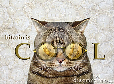 Cat in cool bitcoin glasses Stock Photo