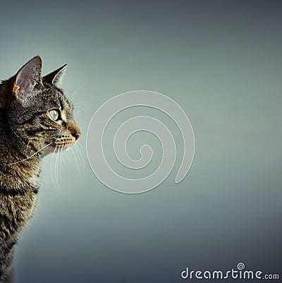 Cat with copy space Stock Photo